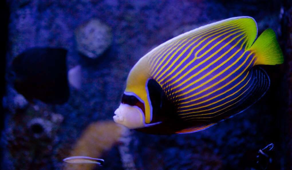 Океанариум в Паттайе (Underwater World Pattaya)